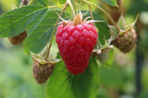 Produkte und Laden (22)