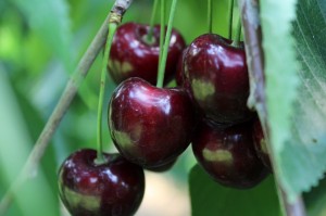 Produkte und Laden (23)