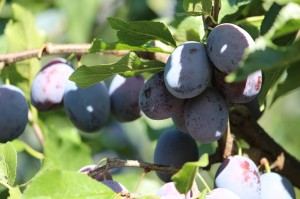 Produkte und Laden (24)