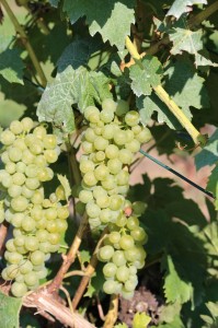 Produkte und Laden (25)