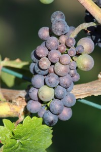 Produkte und Laden (26)