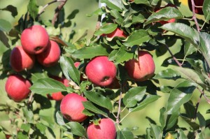 Produkte und Laden (27)