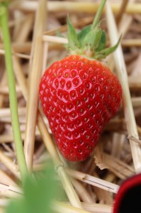 Produkte und Laden (18)