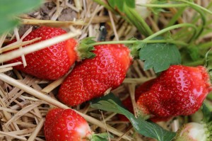 Produkte und Laden (19)